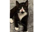 Adopt Billie a Domestic Short Hair