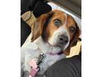 Adopt Edith a Beagle