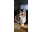 Adopt Bessie a Abyssinian