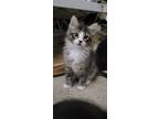 Adopt Bessie's Thunder a Maine Coon, Abyssinian