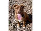 Adopt Martha May a Border Collie, Chocolate Labrador Retriever