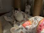 Adopt Ethel Lucy Fred and Ricky a American Shorthair