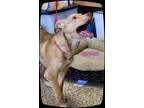 Adopt Carman a Carolina Dog