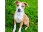 Adopt Dahlia 24-03-090 a Pit Bull Terrier