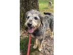 Adopt Trixie a Australian Cattle Dog / Blue Heeler, Poodle