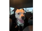 Adopt Lucy Lou a Pit Bull Terrier