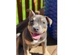 Adopt Kahlua a American Bully