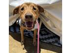 Adopt Akira a Labrador Retriever