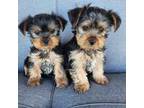 Yorkshire Terrier Puppy for sale in Moses Lake, WA, USA