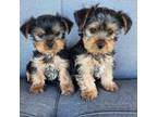 Yorkshire Terrier puppies