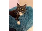 Adopt Pepita the Snuggler! a Domestic Short Hair