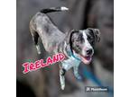 Adopt IRELAND a Australian Cattle Dog / Blue Heeler, Border Collie