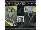 Adopt Raven a Hound, Retriever