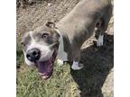 Adopt Ellie a Pit Bull Terrier