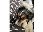 Adopt Ethel a Australian Shepherd