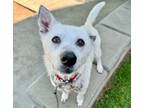 Adopt ARAME a Australian Cattle Dog / Blue Heeler, Mixed Breed