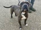 Adopt SHAW a Pit Bull Terrier