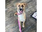 Adopt Sally a Shepherd, Labrador Retriever