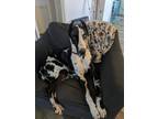 Adopt Harley a Great Dane