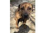 Adopt Paisley Adams a Cane Corso