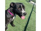 Adopt Wisteria a Mixed Breed