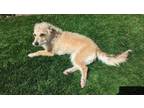 Adopt Nina a Cairn Terrier, Italian Greyhound