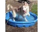 Adopt Stella Bella a Husky