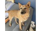 Adopt Elowyn a Australian Cattle Dog / Blue Heeler