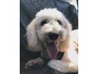 Adopt Remi a Standard Poodle