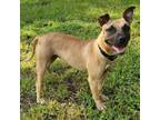 Adopt Coral a Black Mouth Cur