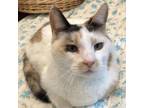 Adopt Tammy a Domestic Short Hair