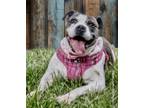 Adopt Macy a Pit Bull Terrier