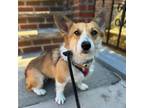 Adopt Koya a Pembroke Welsh Corgi