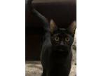 Adopt Austina a Domestic Short Hair