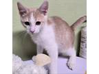 Adopt Kitten_6 a Domestic Medium Hair