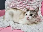 Adopt Sarsaparilla a Domestic Short Hair, Siamese