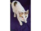 Adopt Shirley Temple a Domestic Short Hair