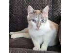 Adopt Creamsicle a Domestic Short Hair, Siamese