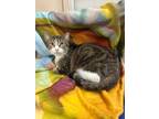 Adopt Shyla a Domestic Short Hair