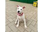Adopt Buttercup a Jack Russell Terrier, Mixed Breed
