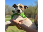 Adopt Petunia a Jack Russell Terrier, Mixed Breed