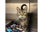 Adopt Emma a Domestic Short Hair