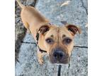 Adopt Trixie a Mixed Breed