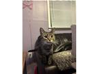 Adopt Birdie a Domestic Short Hair