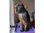 Adopt Amora a Domestic Short Hair