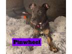 Adopt Pinwheel a Pit Bull Terrier, Siberian Husky