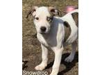 Adopt Snowdrop a Pit Bull Terrier, Siberian Husky