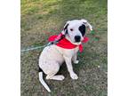 Adopt Dolly a Mixed Breed