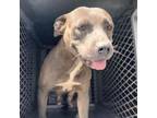 Adopt Mamba a Pit Bull Terrier