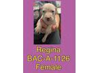 Adopt Regina a Pit Bull Terrier